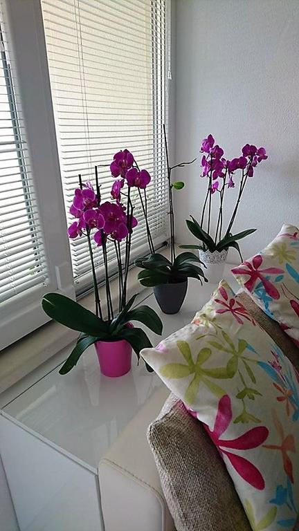 טוצפי Apartment Vanja מראה חיצוני תמונה